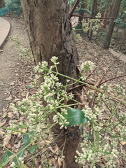 Syzygium branderhorstii