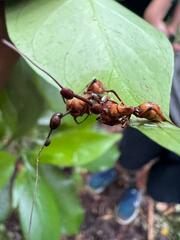 Ophiocordyceps unilateralis