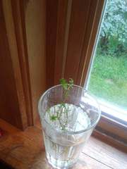 Hydrocharitaceae