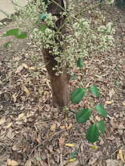 Syzygium branderhorstii