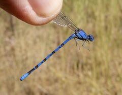Argia vivida