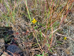 Helianthus porteri