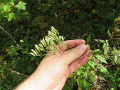 Eupatorium album
