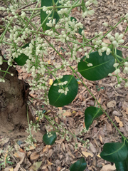 Syzygium branderhorstii