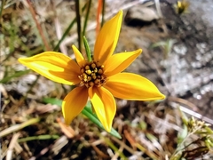 Helianthus porteri