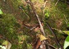 Dendrophidion clarkii