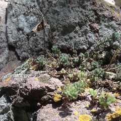 Sedum versadense versadense