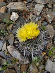 Copiapoa echinoides