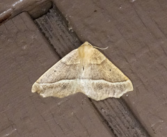 Tetracis jubararia