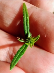 Helianthus porteri