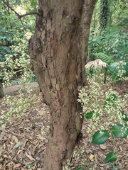 Syzygium branderhorstii