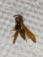 Polistes crinitus