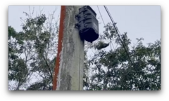 Nestor meridionalis septentrionalis