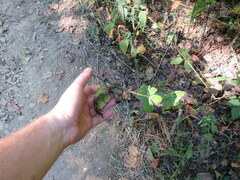 Spigelia marilandica
