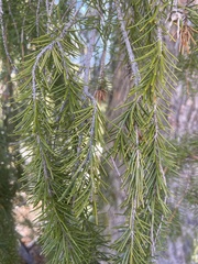 Picea breweriana
