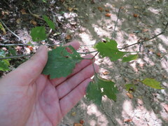 Crataegus iracunda