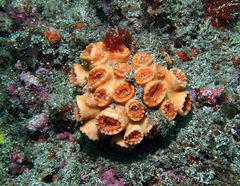 Australopsammia aurea