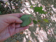 Crataegus iracunda