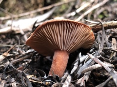 Lactarius eucalypti