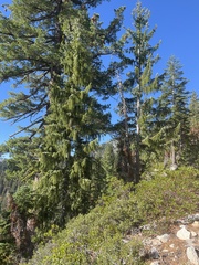 Picea breweriana