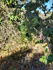 Quercus agrifolia