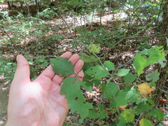 Crataegus iracunda