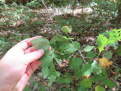 Crataegus iracunda