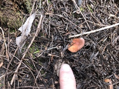 Lactarius eucalypti