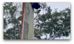 Nestor meridionalis septentrionalis