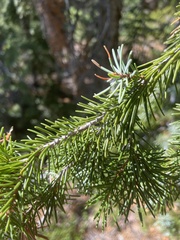 Picea breweriana