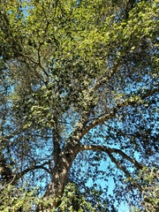 Quercus agrifolia