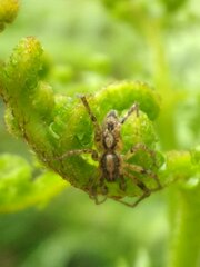 Anyphaena accentuata