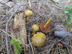 Cortinarius ominosus