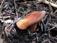 Lactarius eucalypti
