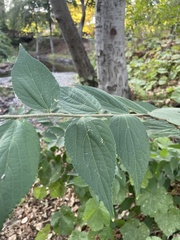 Celtis australis
