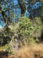 Quercus agrifolia
