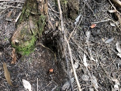 Lactarius eucalypti