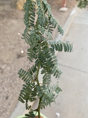 Parkinsonia praecox