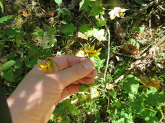 Helianthus atrorubens