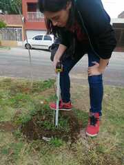 Cnidoscolus aconitifolius