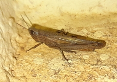 Amblytropidia