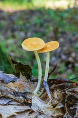 Marasmius strictipes