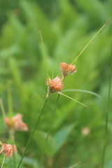 Eriophorum