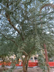 Parkinsonia praecox