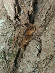 Lymantria dispar