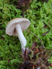 Hebeloma albidulum