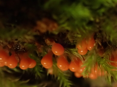 Hemitrichia decipiens