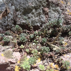 Sedum versadense versadense