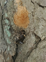 Lymantria dispar