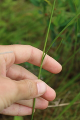 Eriophorum